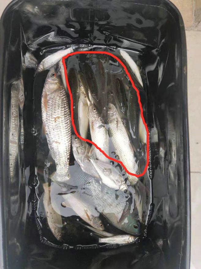 量“红眼怪鱼”外形酷似草鱼这到底是啥pg电子模拟器清远钓友在北江钓到大(图7)